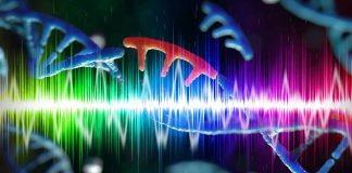 Unveiling the Genetic Symphony of the Human Voice: Exploring the Acoustic Marvels and Evolutionary Significance of Voice and Vowel Acoustics