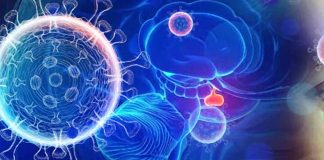 Adrenal Insufficiency in COVID-19 Pneumonia: Prevalence, Mechanisms and Clinical Implications