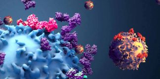 The Role of CD8+ T Cells in COVID-19: Unraveling the Immune Response Complexity