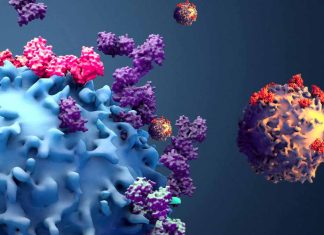 The Role of CD8+ T Cells in COVID-19: Unraveling the Immune Response Complexity