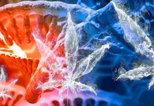 Cambiamenti epigenetici associati all’uso di marijuana: svelati i meccanismi molecolari e le implicazioni sulla salute