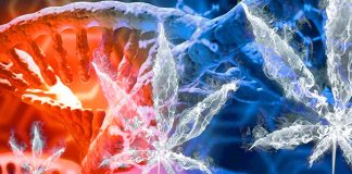 Cambiamenti epigenetici associati all’uso di marijuana: svelati i meccanismi molecolari e le implicazioni sulla salute