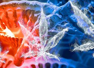 Cambiamenti epigenetici associati all’uso di marijuana: svelati i meccanismi molecolari e le implicazioni sulla salute