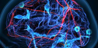 Glial Replacement as a Therapeutic Strategy for Neurodegenerative and Neuropsychiatric Disorders: Insights from in vivo Studies