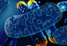 How protein ATSF-1 could unlock the anti-aging potential of human cells