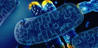 How protein ATSF-1 could unlock the anti-aging potential of human cells