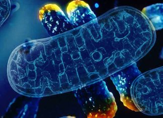 How protein ATSF-1 could unlock the anti-aging potential of human cells