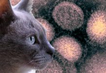 Lo scoppio dell’influenza aviaria nei gatti solleva preoccupazioni a Seoul