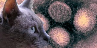 Lo scoppio dell’influenza aviaria nei gatti solleva preoccupazioni a Seoul
