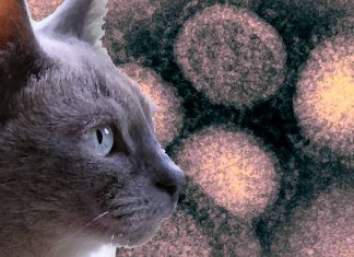 Lo scoppio dell’influenza aviaria nei gatti solleva preoccupazioni a Seoul