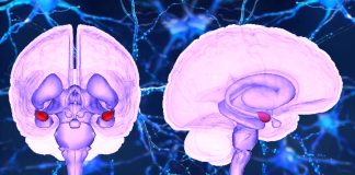 L’effetto paradossale della privazione del sonno sull’umore: l’aumento della connettività tra amigdala e ACC potrebbe essere la chiave