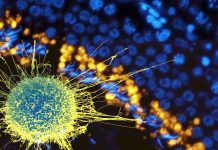 SOX9 in Cancer: Unraveling Cellular Reprogramming and its Implications in Tumorigenesis