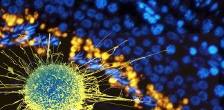 SOX9 in Cancer: Unraveling Cellular Reprogramming and its Implications in Tumorigenesis