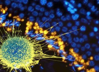 SOX9 in Cancer: Unraveling Cellular Reprogramming and its Implications in Tumorigenesis