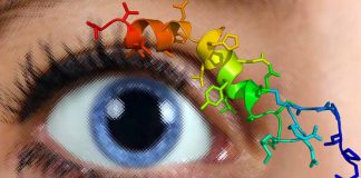 Unraveling the Complex Role of Orexin in Pupil Dilation and Arousal