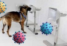 The Role of Scent Dogs in COVID-19 Screening and Testing
