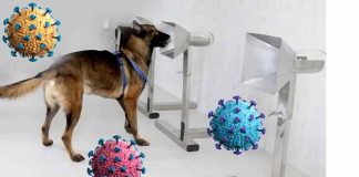 The Role of Scent Dogs in COVID-19 Screening and Testing