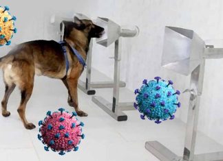The Role of Scent Dogs in COVID-19 Screening and Testing