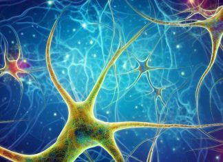 Astrocytes in Sleep Regulation: A Paradigm Shift in Understanding Sleep Homeostasis