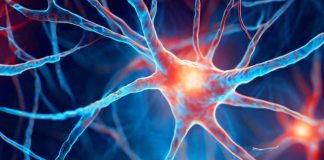 Link Between Childhood Stress, Glucocorticoids, and Mental Health: A Novel Role for Astrocytic Phagocytosis
