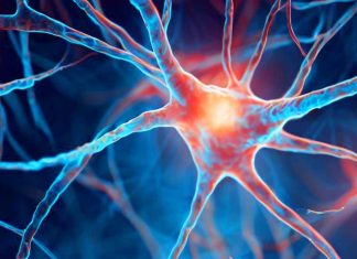 Link Between Childhood Stress, Glucocorticoids, and Mental Health: A Novel Role for Astrocytic Phagocytosis