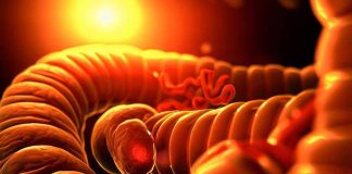 Unraveling the Intricacies of Colon Mechanosensation: A Step Closer to Understanding GI Physiology and Pathophysiology
