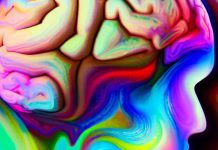 Decoding the Psychedelic Enigma: Unveiling Neuronal Dynamics from Single Cells to Global Networks