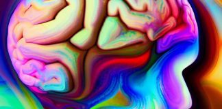 Decoding the Psychedelic Enigma: Unveiling Neuronal Dynamics from Single Cells to Global Networks