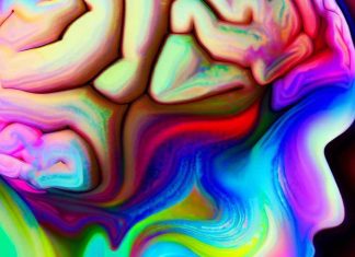 Decoding the Psychedelic Enigma: Unveiling Neuronal Dynamics from Single Cells to Global Networks