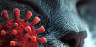 Detection and Genetic Analysis of HPAI H5N1 Viruses in Cats during the Fatal Disease Outbreak in Poland: Insights and Recommendations