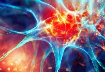 The Impact of Wheat Gluten Consumption on Body Mass and Neuroinflammation