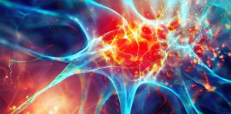 The Impact of Wheat Gluten Consumption on Body Mass and Neuroinflammation