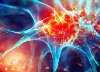 The Impact of Wheat Gluten Consumption on Body Mass and Neuroinflammation