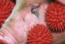 Influenza A Viruses in Swine: A Complex Ecosystem Driving Viral Emergence and Zoonotic Threats