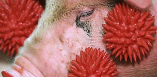 Influenza A Viruses in Swine: A Complex Ecosystem Driving Viral Emergence and Zoonotic Threats