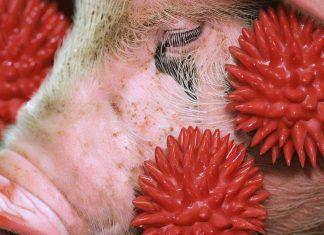Influenza A Viruses in Swine: A Complex Ecosystem Driving Viral Emergence and Zoonotic Threats