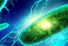 Unraveling the Potential of Hydrogen Sulfide for Healthspan Extension in Aging Adults