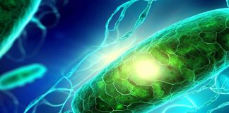 Unraveling the Potential of Hydrogen Sulfide for Healthspan Extension in Aging Adults