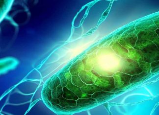 Unraveling the Potential of Hydrogen Sulfide for Healthspan Extension in Aging Adults