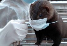 SARS-CoV-2 Adaptation in Mink Farms Raises Concerns of Spillover and Evolution