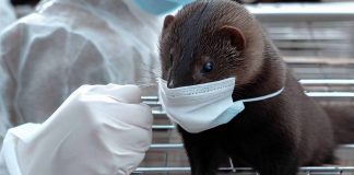 SARS-CoV-2 Adaptation in Mink Farms Raises Concerns of Spillover and Evolution