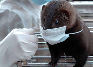 SARS-CoV-2 Adaptation in Mink Farms Raises Concerns of Spillover and Evolution