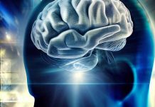 The Neural Dynamics of Working Memory Representations in the Human Brain
