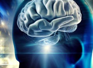 The Neural Dynamics of Working Memory Representations in the Human Brain