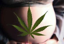 The Complex Relationship Between Cannabis Use, Mental Health, and Pregnancy: A Comprehensive Examination