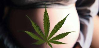 The Complex Relationship Between Cannabis Use, Mental Health, and Pregnancy: A Comprehensive Examination
