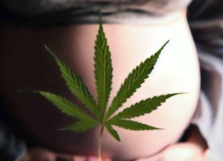 The Complex Relationship Between Cannabis Use, Mental Health, and Pregnancy: A Comprehensive Examination