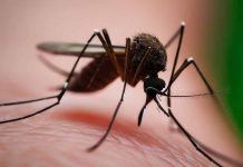 North Taiwan Records First Local Dengue Fever Infections, CDC Issues Travel Alerts