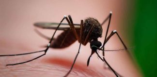 North Taiwan Records First Local Dengue Fever Infections, CDC Issues Travel Alerts