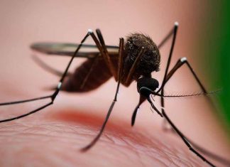 North Taiwan Records First Local Dengue Fever Infections, CDC Issues Travel Alerts
